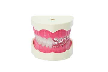 EndoPrep® Mandibula and Maxilla